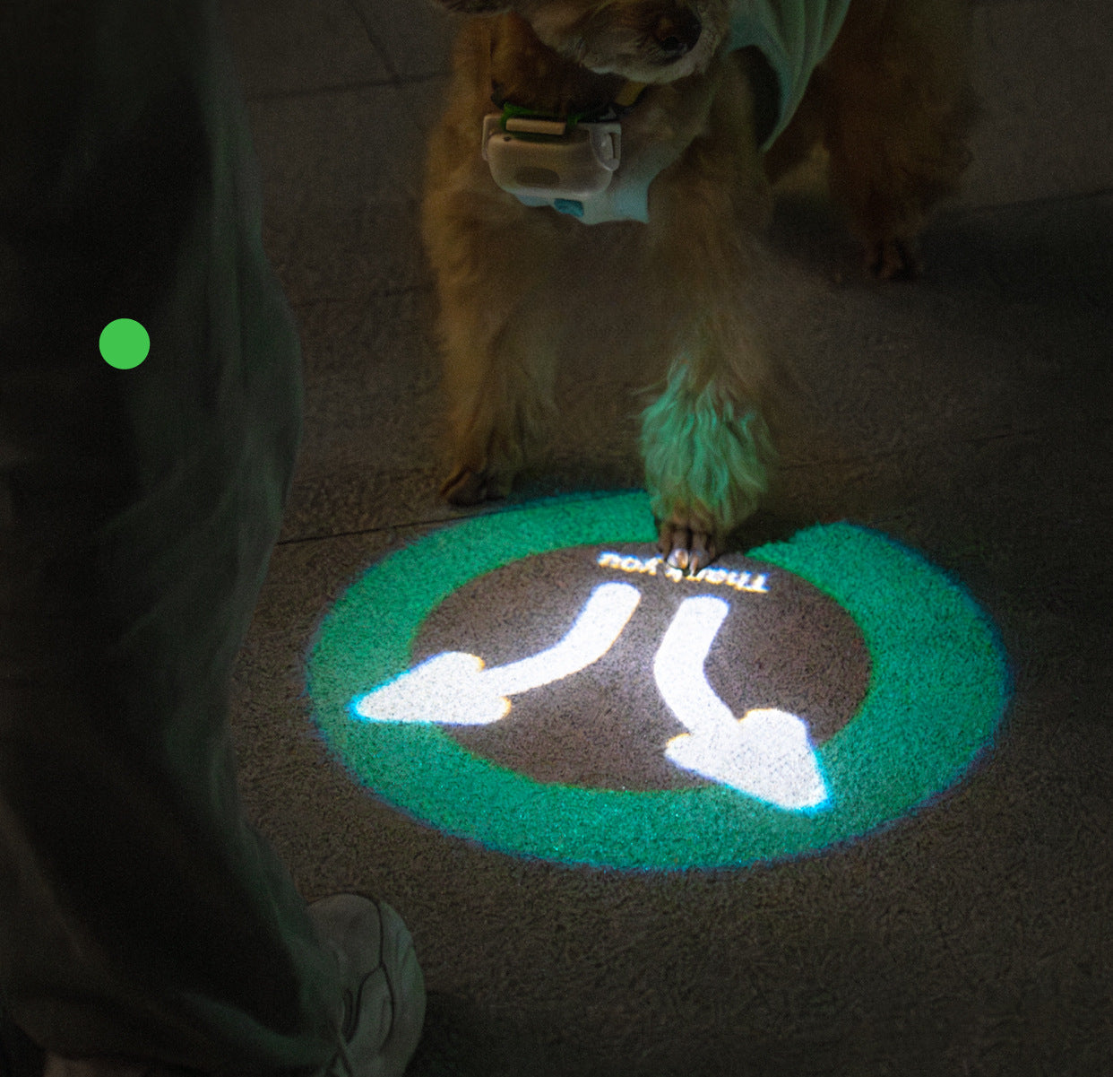 Pet Luminous Collar for nighttime visibility1