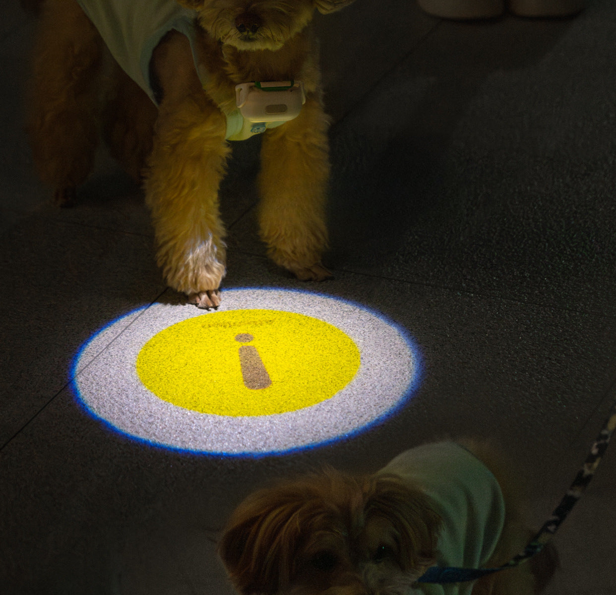 Pet Luminous Collar for nighttime visibility10