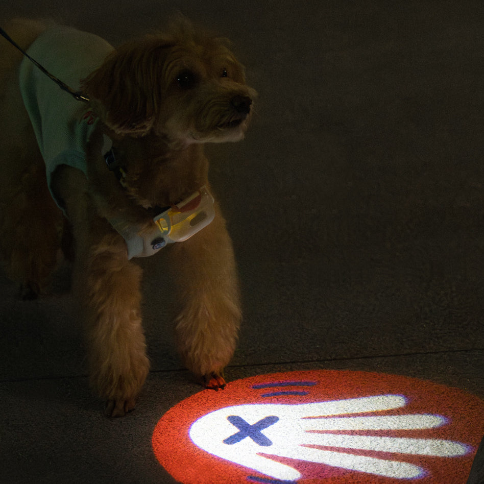 Pet Luminous Collar for nighttime visibility0