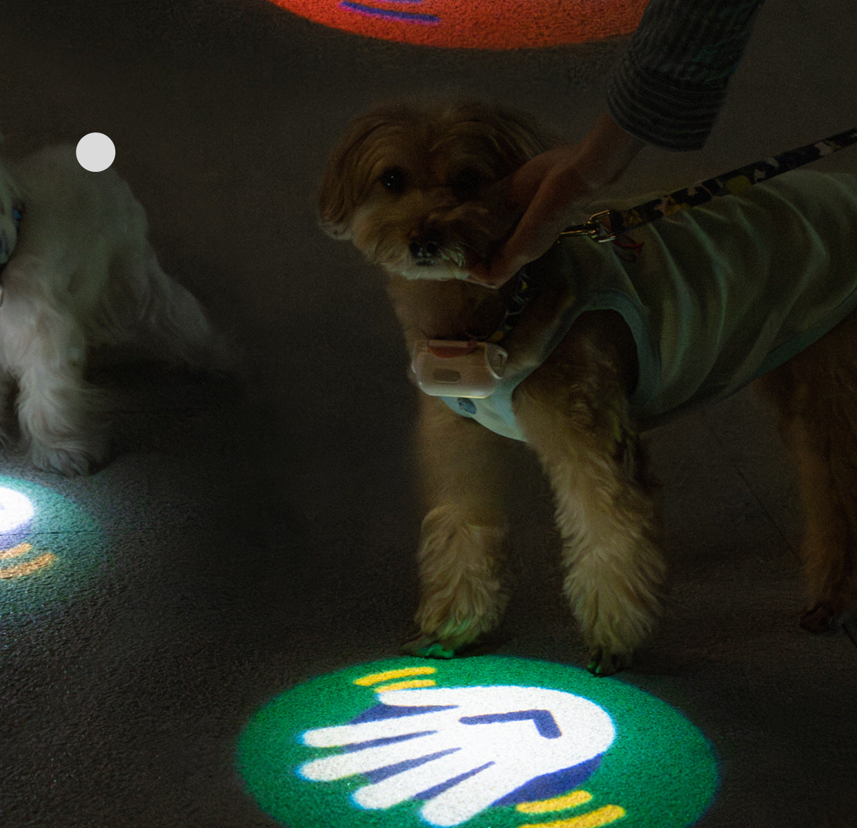 Pet Luminous Collar for nighttime visibility4