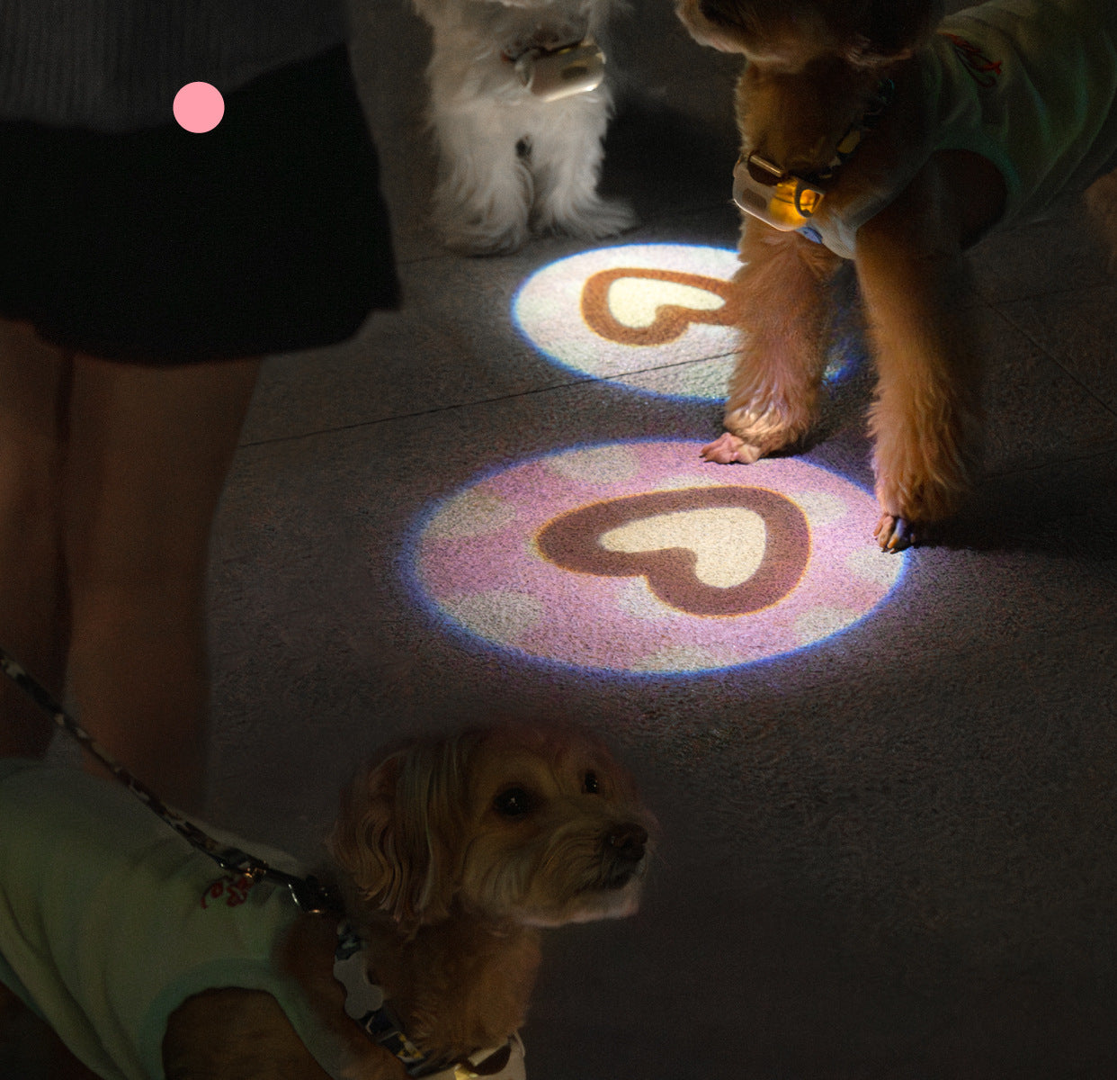 Pet Luminous Collar for nighttime visibility3