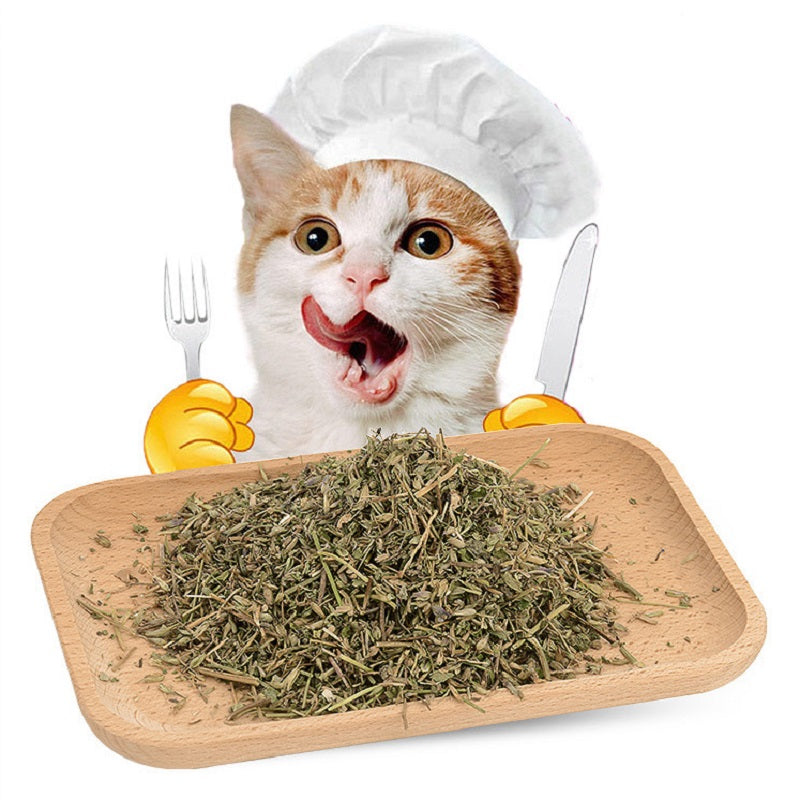 Best selling cat interactive toy pet supplies6